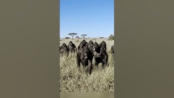 When Early Humans Saw Fire for the First Time 🔥 | Prehistoric Reaction