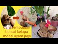 cara pembuatan bonsai kelapa model ayam jago