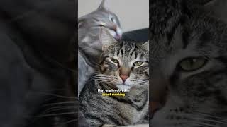 What Does It Mean When A Cat Head Bumps You? #kucinglucu #cat #cutekittenmeowing Net Worth