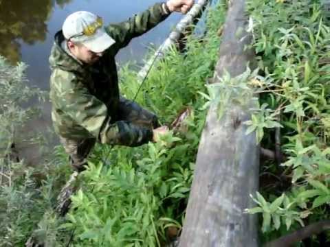 Река шиш Река шиш