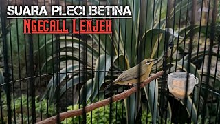SUARA PLECI DAKBAL BETINA ♻️ Manggil Jantan Agar Buka Paruh
