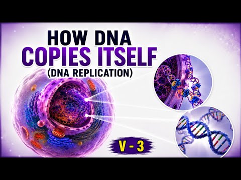 DNA Replication Explained | How Cells Copy 3.2 Billion Base Pairs। Volume 3