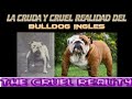 La CRUDA y CRUEL REALIDAD del BULLDOG INGLES en el siglo XXI