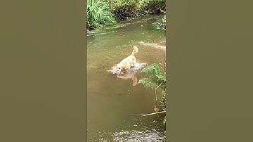 Day 31 of running every single day 🏃⚡️ #runstreak #exercise #hyrbidathlete #pureprimalexperience