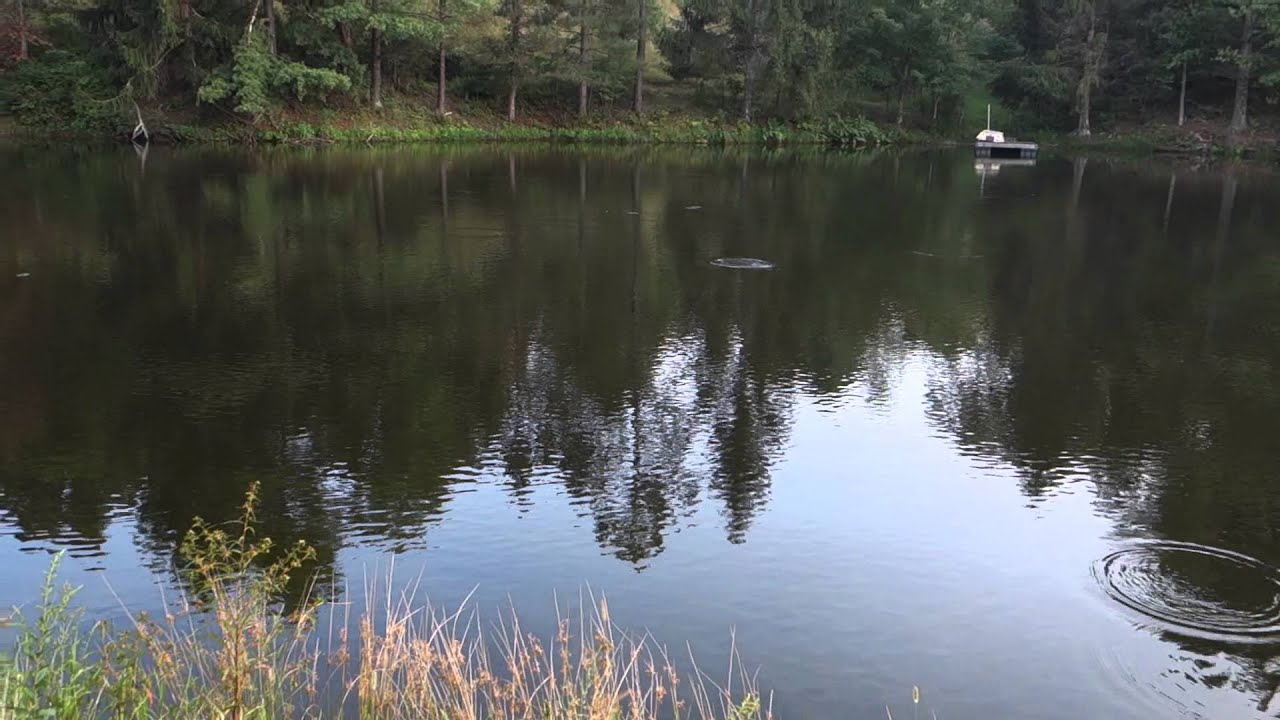 Fish Rising on Still Meadow Pond - YouTube