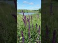 Ранок у селі