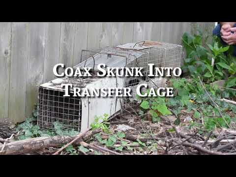 wctc jobs How to move a live skunk from a cage trap