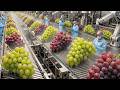 Production Process Of Purple Grape Jelly In A Modern Factory Almost No One Has Seen