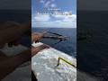 Flying fish 🐟 उड़ने वाली मछली 😱 whale fish ek sath pacific ocean m dikhi #ship #viral #shorts #ad