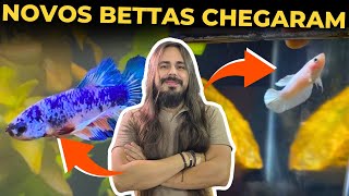 CHEGARAM MEUS 3 PEIXES BETTAS! |Mr. Betta|