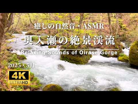 【旅行Vlog】青森・奥入瀬渓流で癒される【ASMR自然音】｜Relaxing Sounds of Oirase Gorge #癒し #旅行  #asmr  #vlog