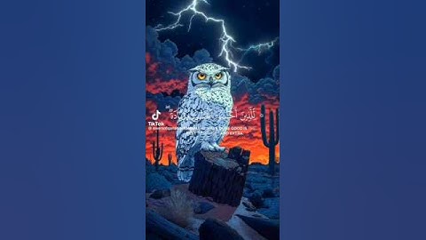 #تلاوة_خاشعة #عبدالرحمن_مسعد #viralvideo #اكسبلور  ? اكتب شيء تؤجر عليه