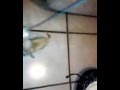 Mi linda chihuahua jugando