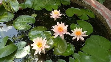 Ngắm lại trồng hoa súng kép nở kết hợp nuôi cá bảy màu trong chậu xi măng năm 2019 để có động lực