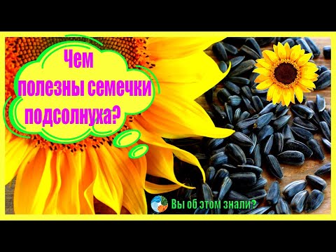 Чем полезны семечки подсолнуха?