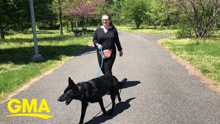 Woman's foster dog has a part-time job learning to sniff out cancer | GMA Woman's foster dog has a part-time job learning to sniff out cancer | GMA