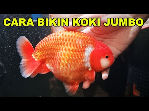 Video: Peternakan Goldfish: Memelihara Goldfish Fancy yang Menakjubkan