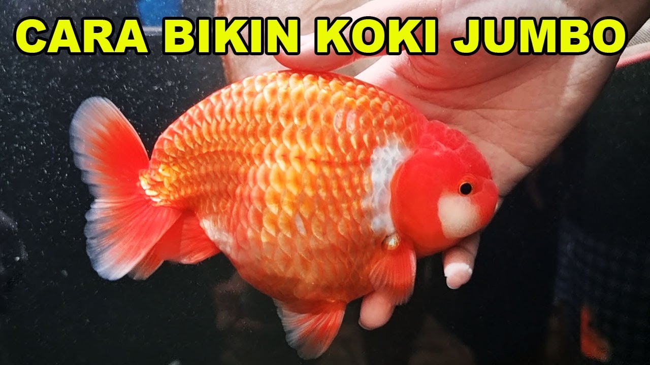 RAHASIA : CARA BIKIN IKAN KOKI JUMBO