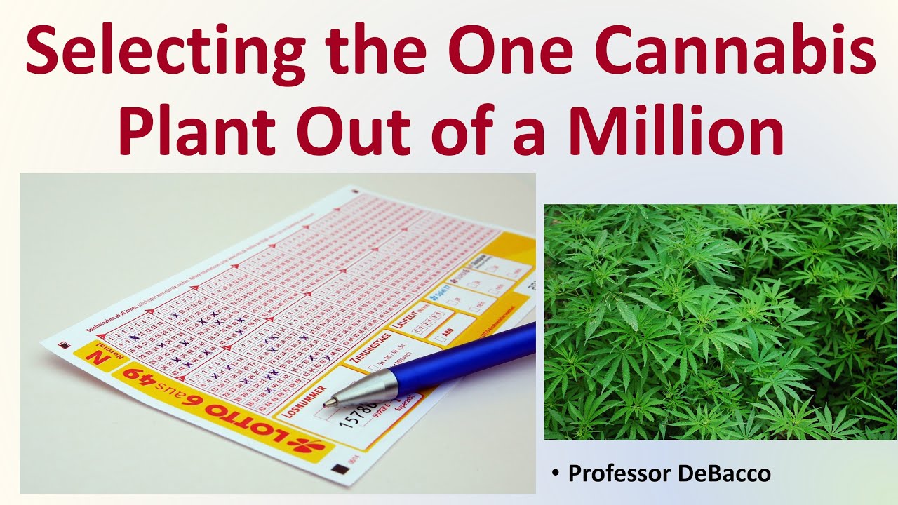 Selecting the One Cannabis Plant Out of a Million