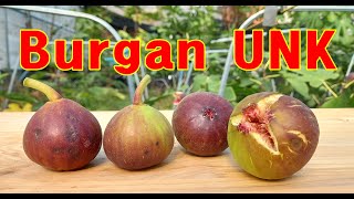 Burgan Unk Fig