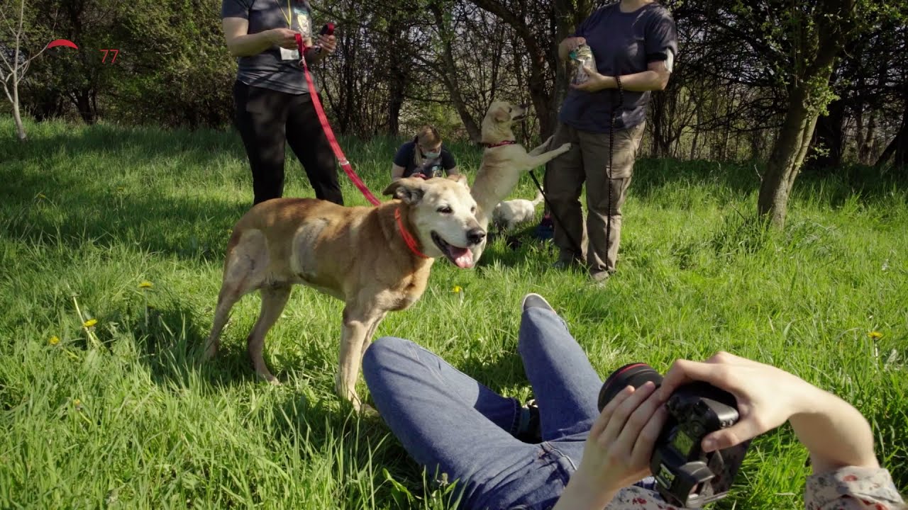 Foto-spacer z pieskami z krakowskiego schroniska