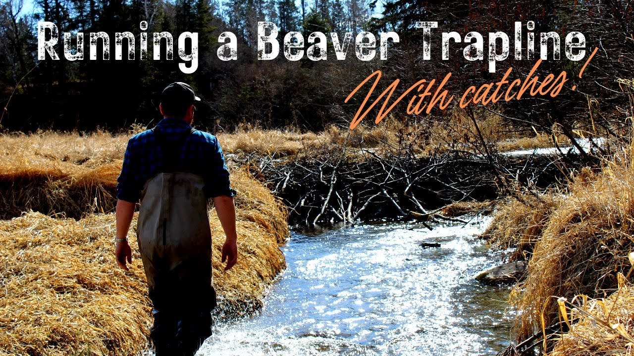 Running a Small Beaver Trapline in Northern MN with Catches!