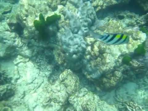 Saigon Sam Part 41: Snorkeling at Kon Kare Bay, Koh Racha Yai, Phuket, Thailand Part 1/6