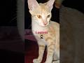Looteron ka lootera 🥷 plz support 🙏 like, share n subscribe #cat #viral #funny #shorts #trending