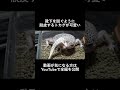 靴下を脱ぐように脱皮するトカゲが可愛い #shorts #pets