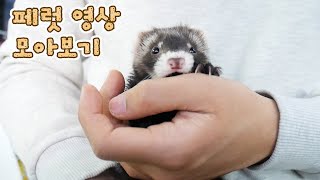 추석 명절 기념 페럿 에피소드 모아보기! | Binge-watch ferret videos over Chuseok holidays!