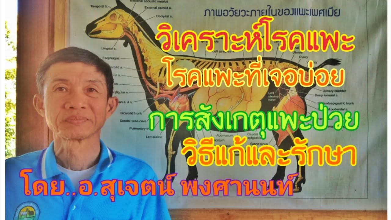 วิเคราะห์โรคแพะ สังเกตอาการป่วย วิธีแก้และรักษา อาการป่วยต่างๆ โดย อ.สุเจตน์ พงศานนท์