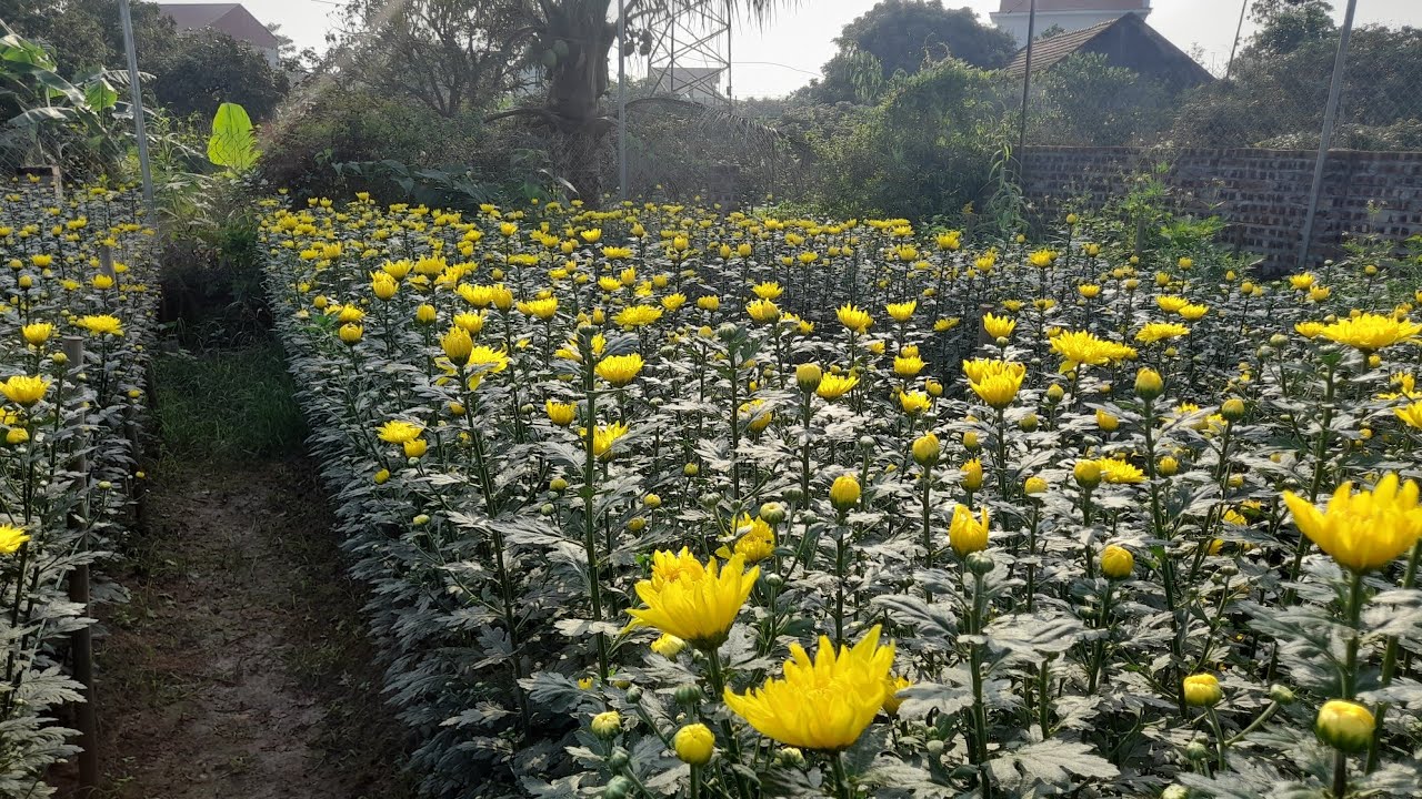 Hoa cúc vàng hè dễ trồng.