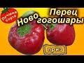 Сладкий перец Ново гогошары (ратунда, лучшие сорта сладкого перца)