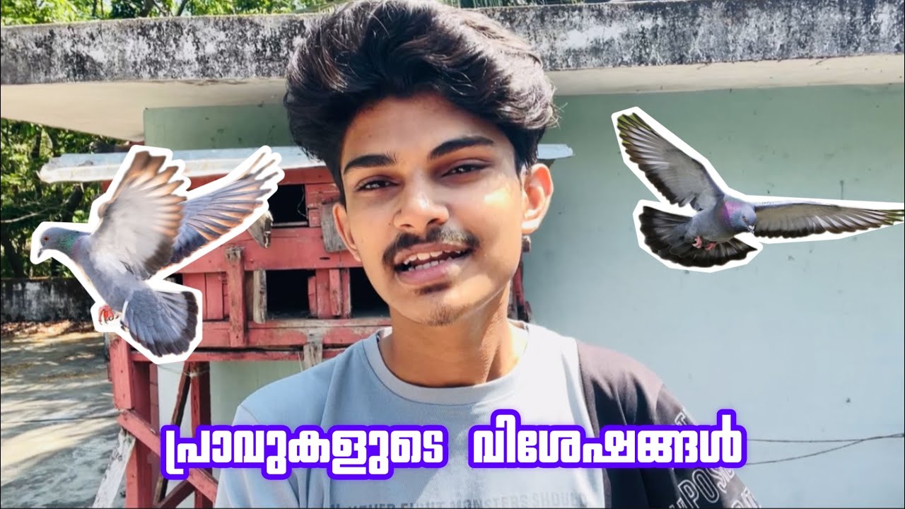pigeons updates 🕊😍 | പ്രാവുകളുടെ വിശേഷങ്ങൾ | Dikroosan vlogs