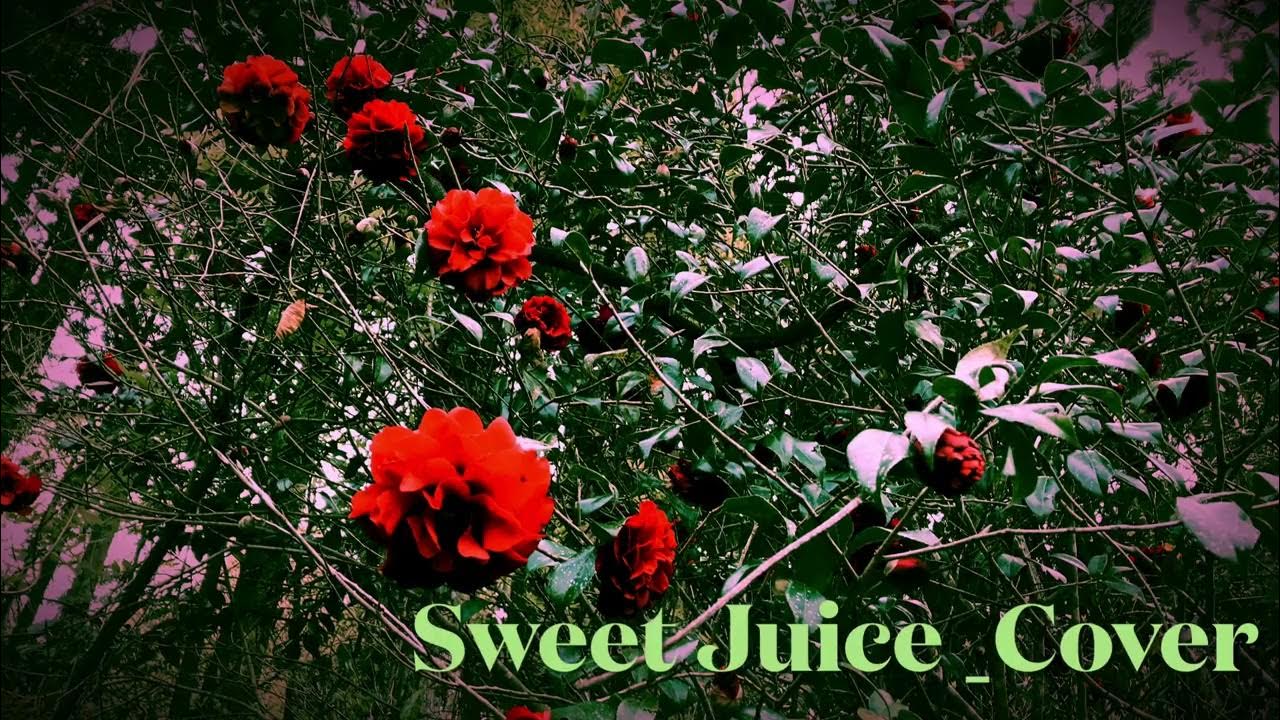 Sweet Juice (Lou Donaldson Cover) - Gô Terunuma with Backing Track #jazz #altosax Sweet Juice (Lou Donaldson Cover) - Gô Terunuma with Backing Track #jazz #altosax