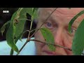 Wasp Attack! Tree Frog Tadpoles Make Daring Escape | Life in Cold Blood | BBC Earth