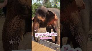 Elephants came right to our room to take pictures with us! #WhiteElephantCamp #Kanchanaburi #Good...