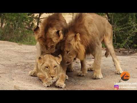 Female Lion Mating With Three Male Lions Turn By Turn | Amazing Sexual Relationship Spotted