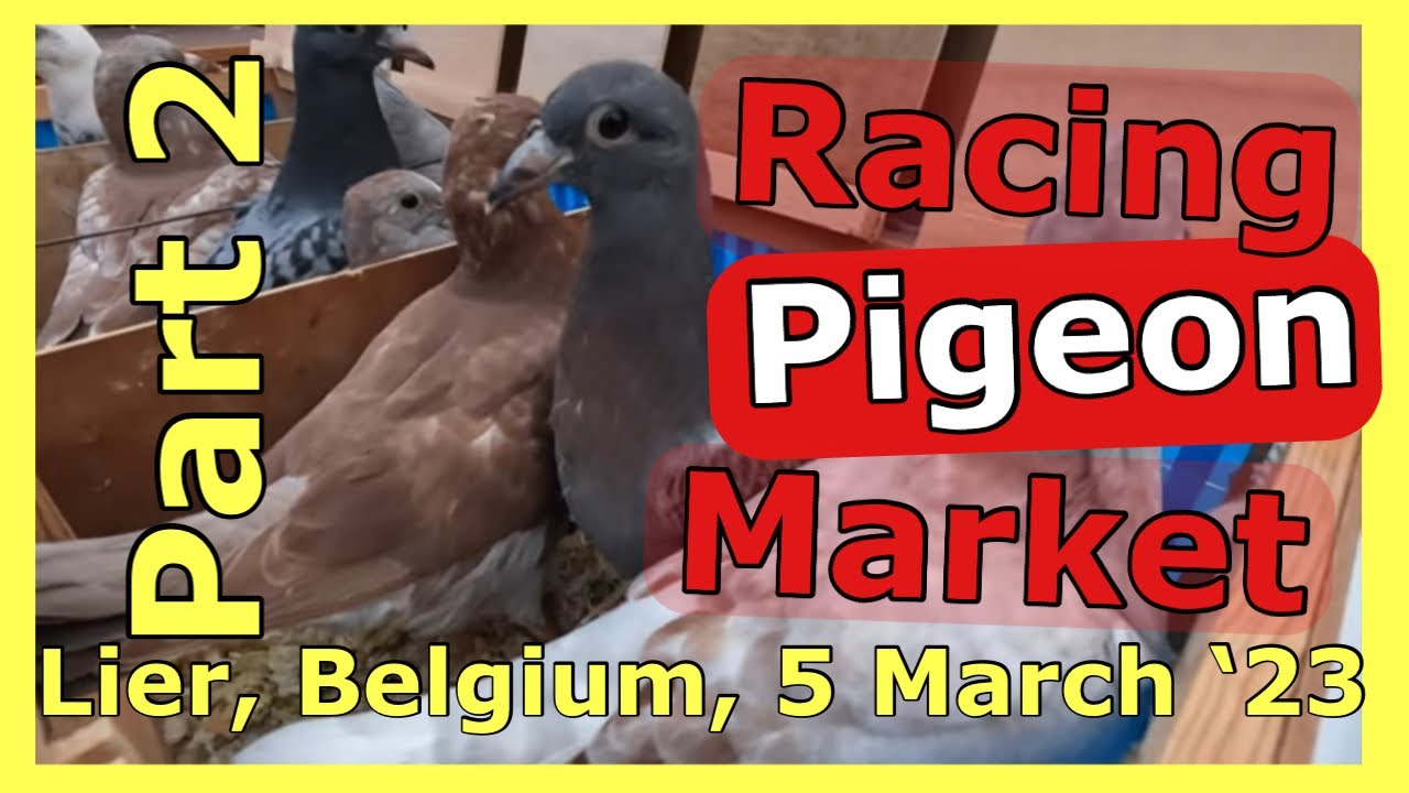 Part 2 of Racing Pigeon Market Lier (5 March ‘23) YouTube