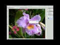06 Photoshop: Magic Wand and the Quick Selection Tools