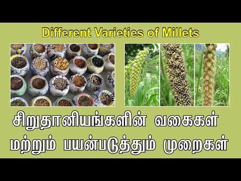 சிறுதானியங்களின் வகைகள் அவற்றை பயன்படுத்தும் முறைகள்