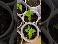 #garden  #pepperplants .Wiri wiri  baby pepper plants ready for this summer