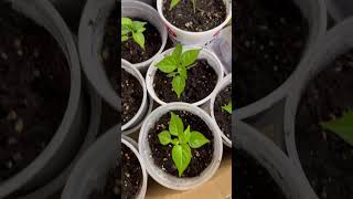 #garden  #pepperplants .Wiri wiri  baby pepper plants ready for this summer