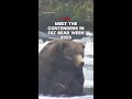 Meet the contenders in Fat Bear Week 2025