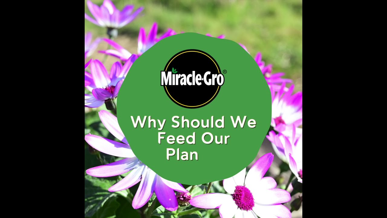 Why Should We Feed Our Plants? | Miracle-Gro® Gardening Tips | Love The Garden