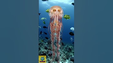 #robot #ihavethisthingwithplants #funny #lifeisbutadream #smartphone #theothersideofmakebelieve