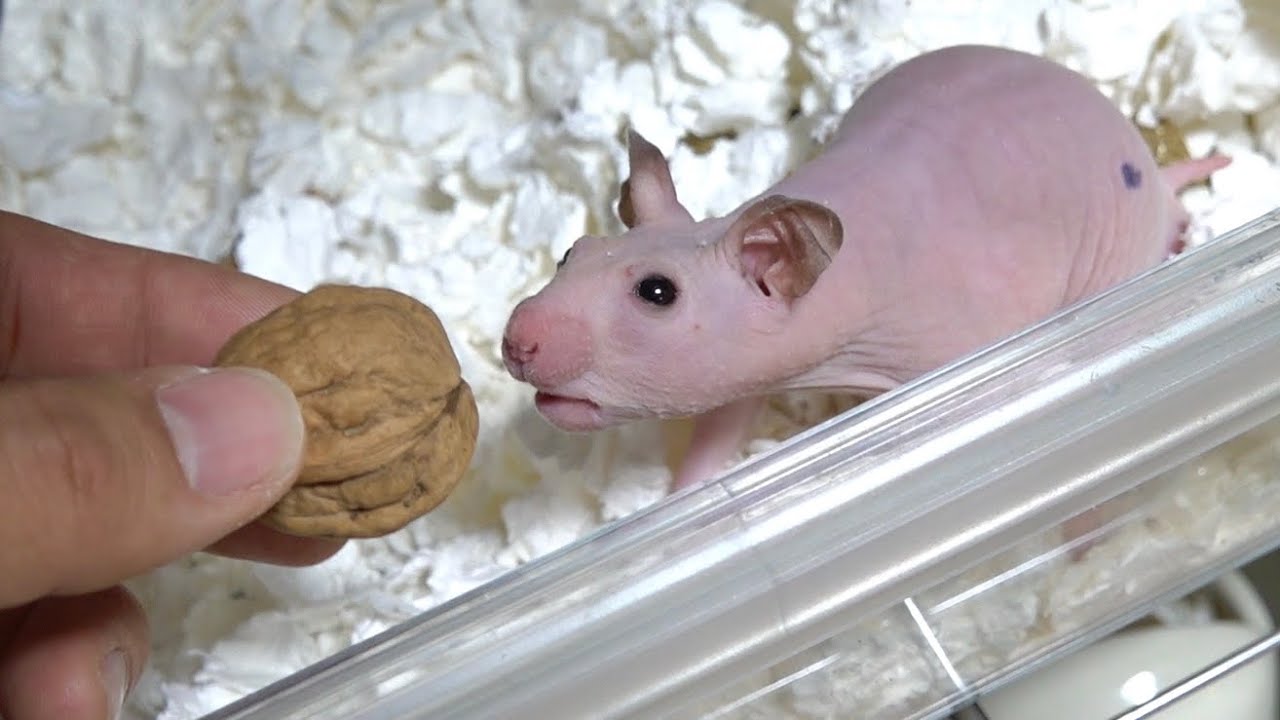 ハムスターにクルミを与える方法