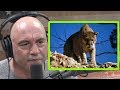 The Complicated Truth About Mountain Lion Encroachment