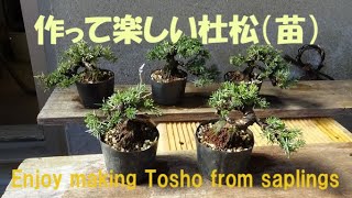 盆栽工房 春嘉 #134 【杜松ポット苗の改作】剪定・植え替えを通して