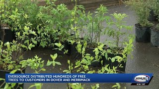 Eversource distributes hundreds of free trees to customers in Dover, Merrimack